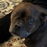 Rainbow bridge healing and animal communication